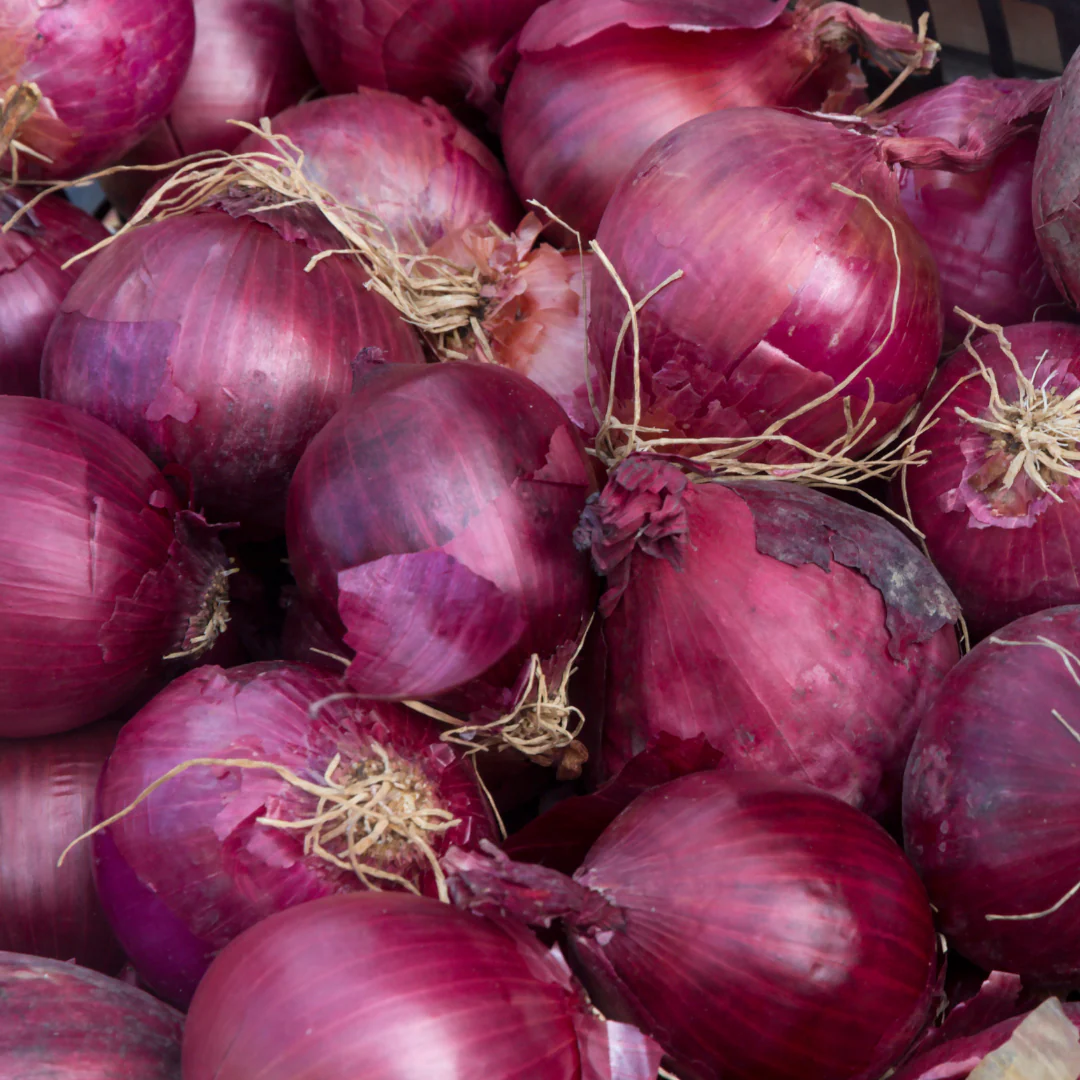 Onion Plants